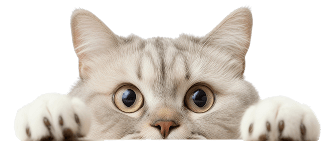 cat-image